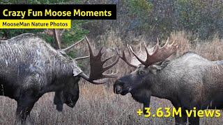 Crazy Fun Moose videos  - The Best Hits Mix