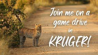 Join me on a GAME DRIVE in the Kruger National Park  Virtual Safari from Orpen to Pretoriuskop