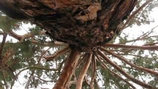 Sequoia Gigantea in Băile Herculane