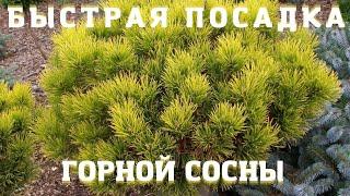 Посадка горной сосны