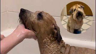 How to PROFESSIONALLY wash and dry your dog at home