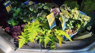 Lowes does it again Beautiful clearance plants. Hydrangeas Juniper and arborvitae. Great deals