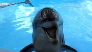 Crazy Laughing Dolphin