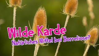 Wilde Karde - natürliches Mittel bei Borreliose? So kannst du die Wurzel ausgraben ‍  #garten