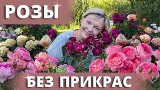 ЦВЕТЕНИЕ РОЗ В ПИКЕ. Сад без лоска. Продолжение.16 июля 2024 г.