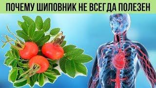 Оказывается ШИПОВНИК не всегда полезен Вот кому эти ЯГОДЫ противопоказаны Польза и Вред шиповника