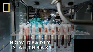Anthrax How Deadly Is It?  The Hot Zone Anthrax  National Geographic UK