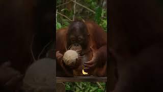 Orangutan vs. coconut  #monkey #zoo #primate #ape #orangutan #jungle #cuteanimals