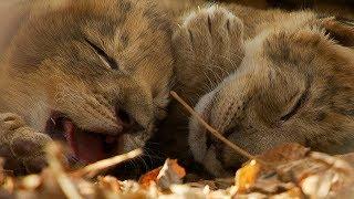 Lioness Cuddles Her Newborn Cubs  BBC Earth