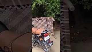 Mongoose catching  snake fight  survival fight 