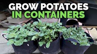 How to Grow Potatoes in Containers Hilling Up Process Explained