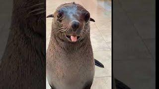 Cute Sea Lion Comes When Called  ViralHog