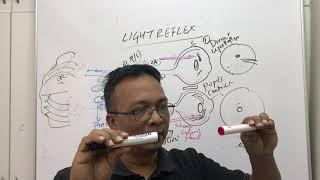 light reflex pathway pupillary light reflex 