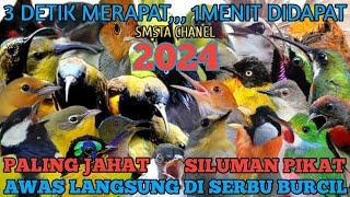 Suara Pikat Semua Jenis Burung Kecil Paling Ampuh 2024 Respon Paling Cepat Anti Zonk