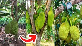 Best Technique Planting Jackfruit Get a lot of fruit​​ Grow Fast 100% Success