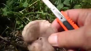 Вкусный съедобный гриб серушкапутик.