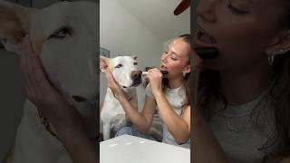 Doing my dogs makeup#dog #dogshorts #makeup #grwm #doglover #dogowner #pets #petlover #beauty