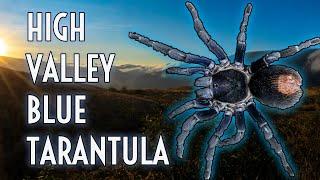 BLUE TARANTULA Found in PERU