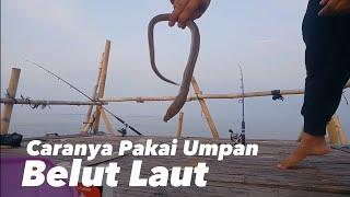 Ternyata begini caranya mancing  pakai umpan belut laut  bagan tanjung kait