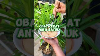 Obat Herbal Alami Untuk Yang Sakit Batuk dan Pilek