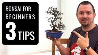Bonsai Trees for Beginners 3 Tips for Starting into Bonsai