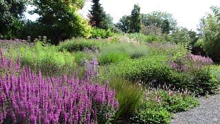 John’s Prairie Border in August - Heading Towards Its Peak