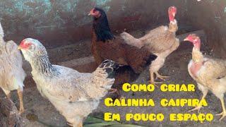 COMO CRIAR GALINHA CAIPIRA EM POUCO ESPAÇO