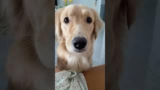  Golden Retriever BEGS for a Walk #puppy #pets #dog #dogs #dogshorts