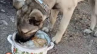 KANGAL YAVRUSU NASIL BESLENİR?