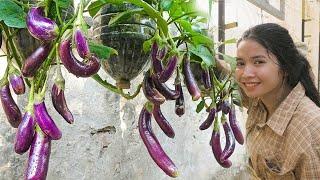 Plant hanging from the ground grow eggplant at home with many fruits and high yield