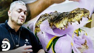 Apreensão de uma cabeça de crocodilo em uma bagagem  Aeroporto - Área Restrita  Discovery Brasil