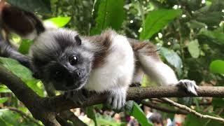 Singapore Zoo Cotton-top Tamarin