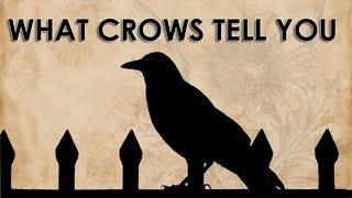 Seeing a Crow Signs and Omen