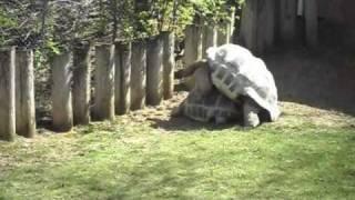 Turtle sex zoo porn lol