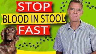 How to Stop Blood In Your Dogs Stool Best Proven Remedy