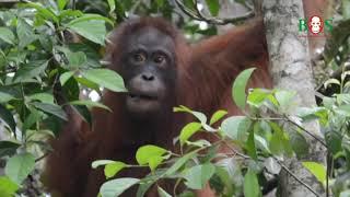 Taymur kommt auf die Walduni  BOS  orangutan.de