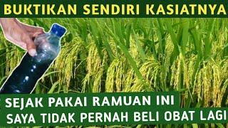 PAKAI RAMUAN INI BIKIN HAMA WERENG DAN WALANG SANGIT LANGSUNG K.O