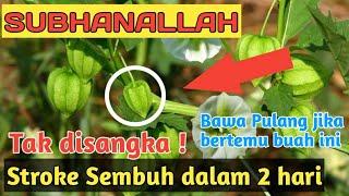 Dunia Geger...Sakit Stroke Hanya 2 Hari Sembuh Total Dengan Herbal Ini