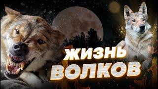 Жизнь волков