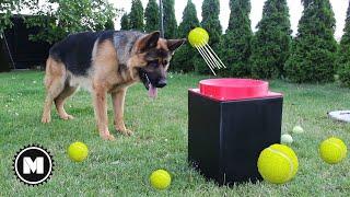 I Built Automatic Ball Launcher for dog