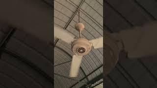 Noisy KDK Ceiling Fan.