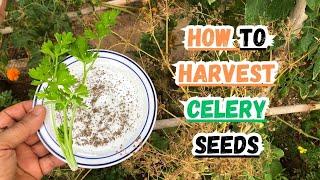 How to Harvest Celery Seeds  #celery #gardening #gardeningtips #seeds #herbs #herbgarden #howto