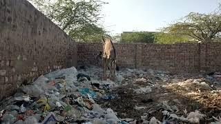 Donkeys Breeding and Enjoying in Village #trending #viral