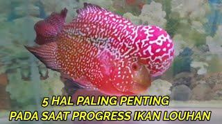 5 HAL PALING PENTING PADA SAAT PROGRESS IKAN LOUHAN