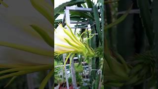 Dragon fruit flower blooming  #gardening #v87garden #blooming