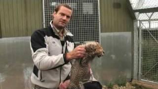 Cheetah cub doctors appointment