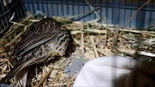 Rescued Meadowlark from deep snow and Barn cats