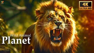 Wild Animal Planet Documentary 4K Video Ultra HD