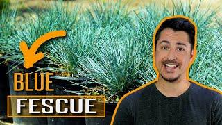 How to use Blue Fescue Festuca glauca in your garden