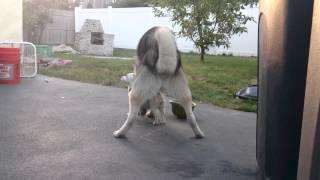 Husky making love to Chihuahua